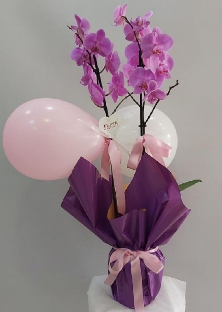 Yeni Doğan Kız Bebek Lila Orkide