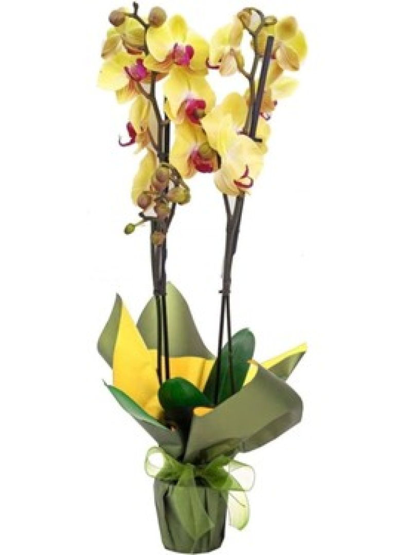 Çift Dal Sarı Orkide