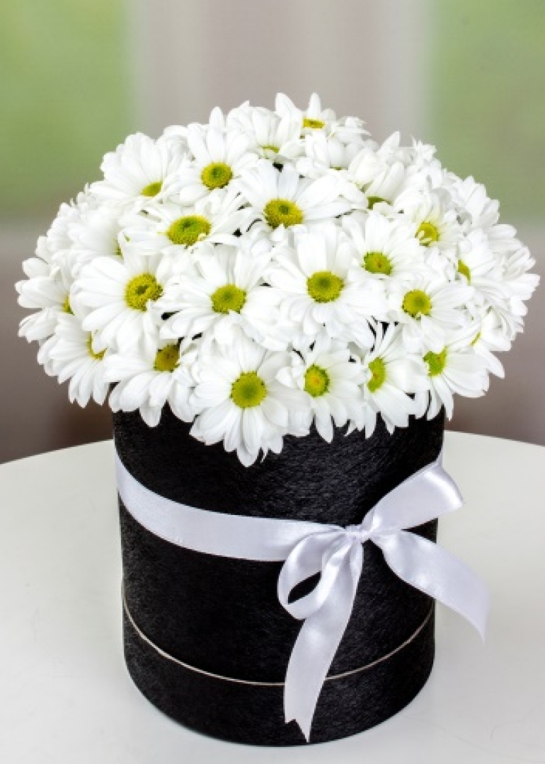 Kutuda Papatya Aşkı