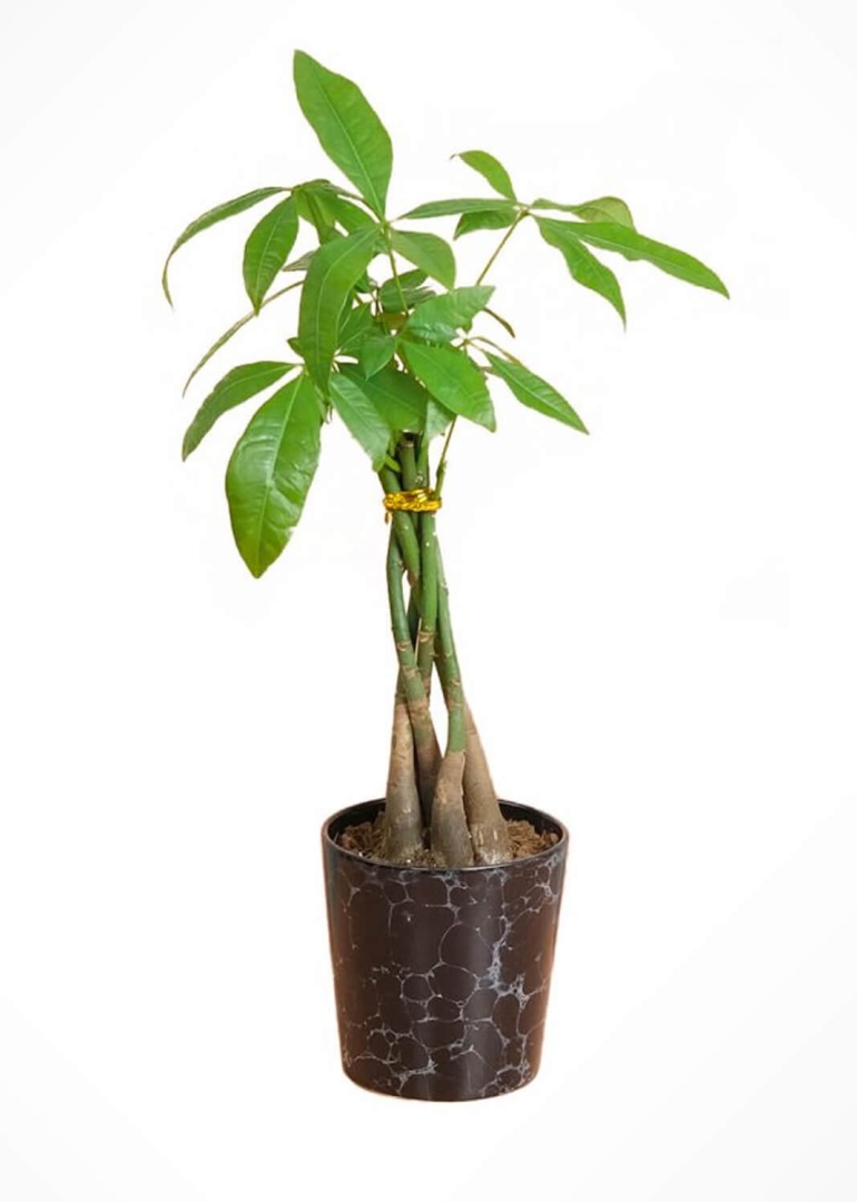 Para Ağacı Çiçeği